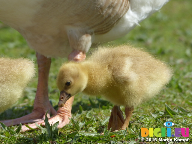 FZ028541 Goslings in grass